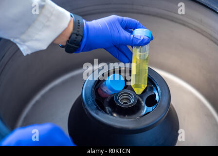 La centrifugation des échantillons biologiques en laboratoire biomédical Banque D'Images