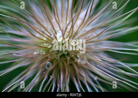 Pasqueflower Pulsatilla vulgaris, ou des graines, dans le jardin avec des gouttelettes d'eau Banque D'Images