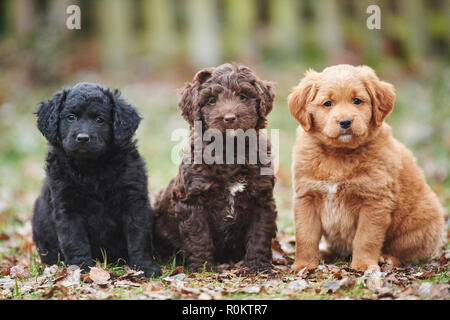 Labradoodle, Aussiedoodle, chiots, chiens de race mixte, Allemagne Banque D'Images