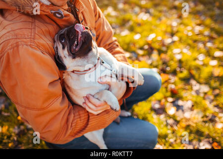 Holding maître chien pug en mains en automne parc. Chiot heureux à la recherche sur l'homme et montrant la langue. Hugging pet Banque D'Images