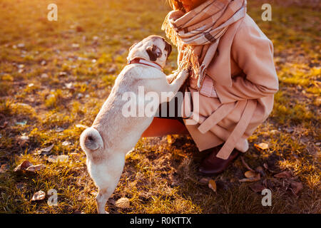 Balades maître chien pug in autumn park. Chiot heureux de sauter sur les jambes de la femme. Chien jouant Banque D'Images