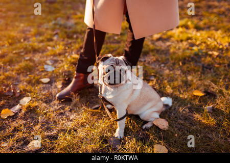 Balades maître chien pug in autumn park. Heureux puppy sitting par les jambes de la femme. Froid de chien Banque D'Images