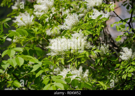 La floraison de la manne le frêne (Fraxinus ornus), l'Albanie Banque D'Images