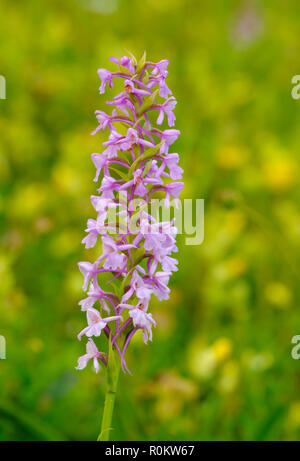 Orchidée parfumée (Gymnadenia conopsea), l'Albanais Alpes, Albanie Banque D'Images