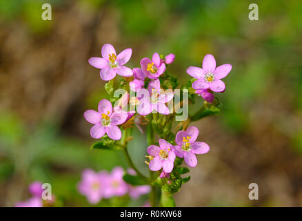 La centaurée (Centaurium erythraea), l'Albanie Banque D'Images