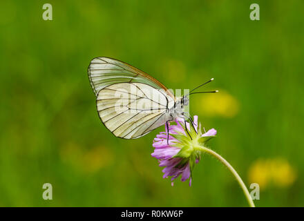 Blanc veiné noir (Aporia crataegi), femme, Alpes albanais, l'Albanie Banque D'Images
