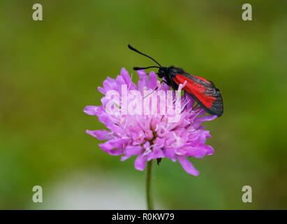 Zygaena purpuralis Burnett (transparent), le champ de fleurs fleur, veuve, le Parc National de Theth Alpes albanaises, Albanie Banque D'Images