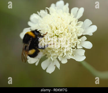 Grande terre bourdon (Bombus terrestris), sur fleur de scabious Scabiosa ochroleuca (crème), l'Albanie Banque D'Images