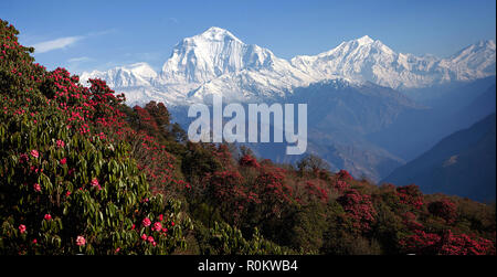 Vue imprenable sur la vallée de rhododendrons en fleurs à l'arrière-plan de sommets enneigés de l'Himalaya. Poon guérir Banque D'Images