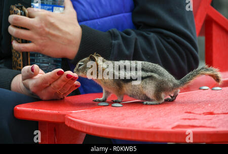 Tamia sur une table à l'approche d'un touriste pour l'alimentation Banque D'Images
