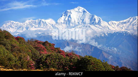 Vue imprenable sur la vallée de rhododendrons en fleurs à l'arrière-plan de sommets enneigés de l'Himalaya. Poon guérir Banque D'Images