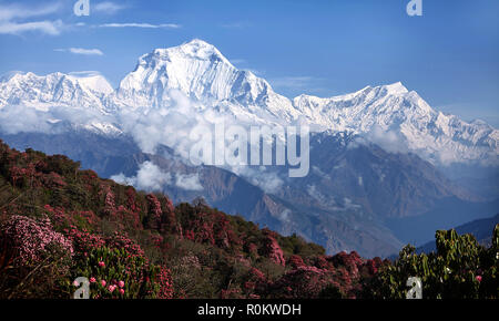 Vue imprenable sur la vallée de rhododendrons en fleurs à l'arrière-plan de sommets enneigés de l'Himalaya. Poon guérir Banque D'Images