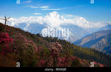 Vue imprenable sur la vallée de rhododendrons en fleurs à l'arrière-plan de sommets enneigés de l'Himalaya. Poon guérir Banque D'Images