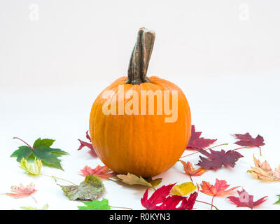 Une petite citrouille orange avec de grandes tiges assis sur une pile de feuilles d'érable colorée et animée avec orange, vert, rouge et brun, isolated on white Banque D'Images