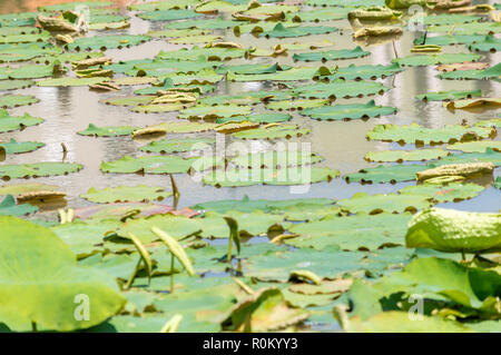 Nymphaeaceae avec des feuilles vertes sur un petit étang Banque D'Images