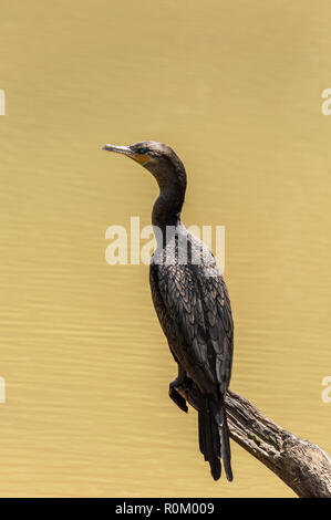 Oiseau noir brésilien nommé 'Biguá (Phalacrocorax brasilianus)" Banque D'Images