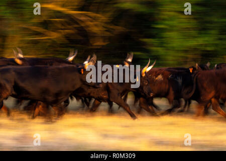 Taureau de Camargue en marche dans les marécages. Saints Maries de la Mer, France Banque D'Images