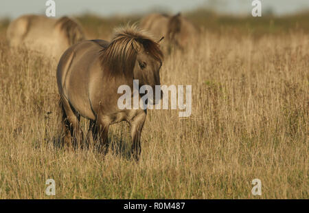 Un joli cheval Konik (Equus ferus caballus) au pâturage Burwell Fen, en Angleterre. Banque D'Images