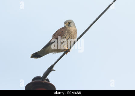 Une belle crécerelle (Falco tinnunculus) perché sur un fil. Banque D'Images
