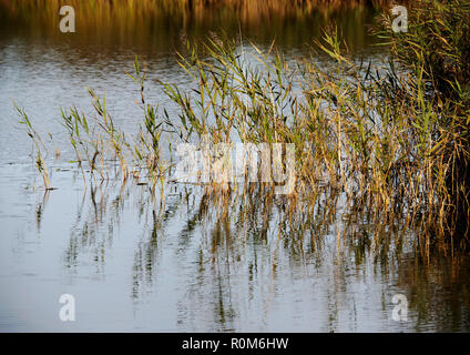 Roseaux et roselières en automne soleil sur les marges de Horsey simple, sur de la célèbre Norfolk Broads. Banque D'Images