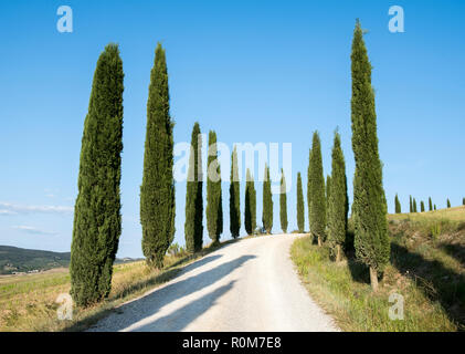 Cyprès à Agriturismo Baccoleno près de Asciano en Toscane Italie, Europe EU Banque D'Images