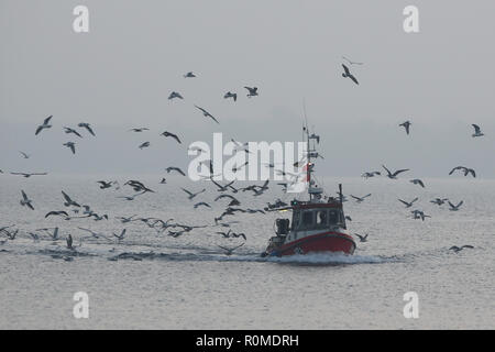 06 novembre 2018, le Schleswig-Holstein, Lübeck : accompagné par de nombreux goélands, le bateau de pêche s'est '1a' arrive dans la matinée au port de Lübeck. Photo : afp/Marques de Bodo Banque D'Images