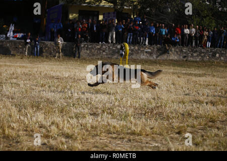 Katmandou, Népal. Nov 6, 2018. Un chien policier au cours de ''Kukkur sprints'' le chien Tihar festival adorant le deuxième jour de la période de cinq jours de long festival Tihar, également appelée Diwali à l'école de dressage des chiens de police à Katmandou, au Népal, le Mardi, Novembre 06, 2018. Credit : Skanda Gautam/ZUMA/Alamy Fil Live News Banque D'Images