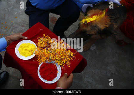 Katmandou, Népal. Nov 6, 2018. Un chien policier est adoré par leurs maîtres pendant ''Kukkur'' le chien Tihar festival adorant le deuxième jour de la période de cinq jours de long festival Tihar, également appelée Diwali à l'école de dressage des chiens de police à Katmandou, au Népal, le Mardi, Novembre 06, 2018. Credit : Skanda Gautam/ZUMA/Alamy Fil Live News Banque D'Images