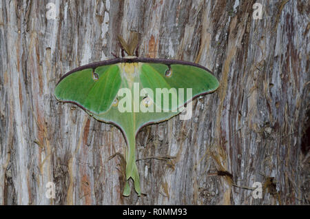 Luna Moth, Actias luna, homme Banque D'Images