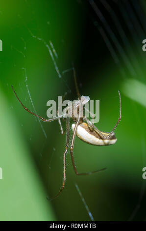 Longjawed Orbweaver, Tetragnatha sp., proies d'enrubannage Banque D'Images