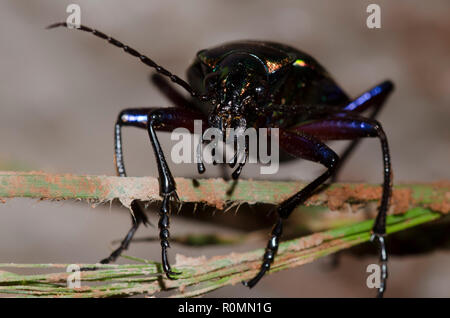 Chasseur de Caterpillar, Calosoma sp. Banque D'Images