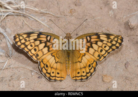 Variegated Fritillary, Euptoieta claudia Banque D'Images