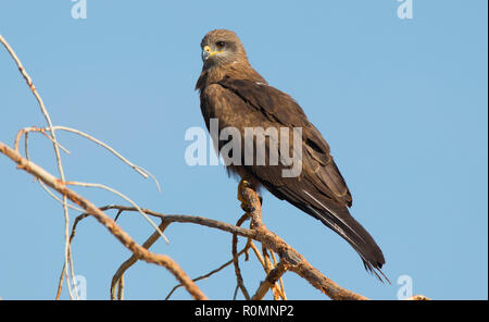 Milan noir, Milvus migrans, perché dans un arbre en westernWestern Queensland avec fond de ciel bleu Banque D'Images
