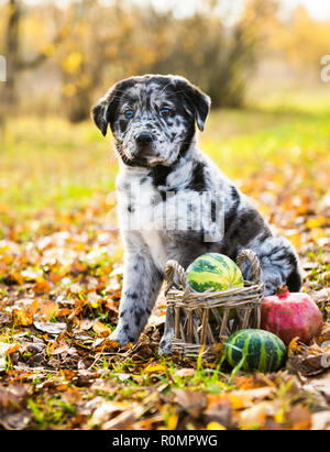 Chien chiot Labrador avec des couleurs de yeux en automne fond Banque D'Images