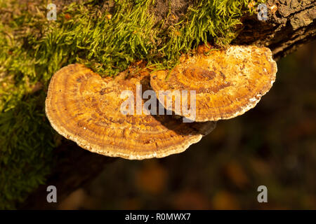 Photographie en couleur de deux niveaux de support de plus en plus rougissant polypores sur-côté de branche de saule tourné avec l'appareil photo avec flash filtre jaune à partir de ci-dessus. Banque D'Images