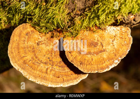 Macro photographie en couleur de deux niveaux de support de plus en plus rougissant polypores sur-côté de branche de saule tourné avec l'appareil photo avec flash à partir d'un filtre jaune Banque D'Images