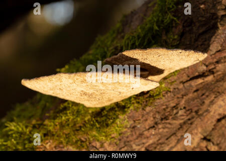 Photo en couleur d'un groupe de support de plus en plus rougissant polypores sur-côté de branche de saule tourné avec l'appareil photo avec flash filtre jaune à partir de ci-dessous. Banque D'Images