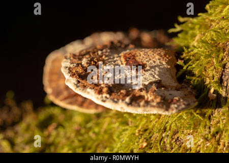 Photographie en couleur de deux niveaux de support de plus en plus rougissant polypores sur-côté de branche de saule tourné avec l'appareil photo avec flash filtre jaune à partir de ci-dessus. Banque D'Images