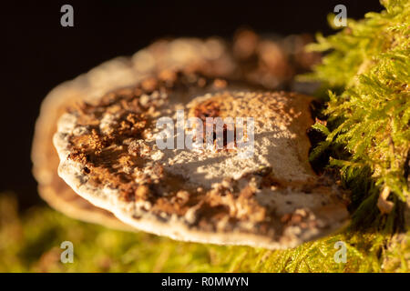 Macro photographie en couleur de deux niveaux de support de plus en plus rougissant polypores sur-côté de branche de saule tourné avec l'appareil photo avec flash à partir d'un filtre jaune Banque D'Images