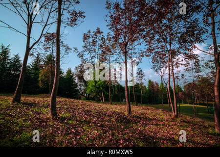 Tal Devaria Meadow - Uttrakhand Banque D'Images