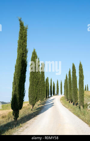 Cyprès à Agriturismo Baccoleno près de Asciano en Toscane Italie, Europe EU Banque D'Images