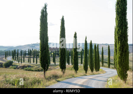 Cyprès à Agriturismo Baccoleno près de Asciano en Toscane Italie, Europe EU Banque D'Images
