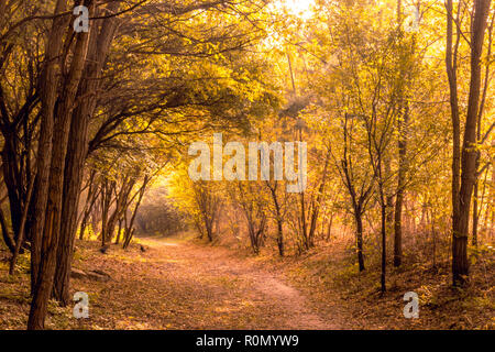 Photo des arbres d'automne jaune Banque D'Images