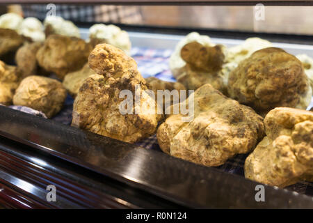 La truffe blanche d'Alba Banque D'Images