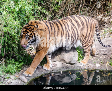 Le tigre de la marche par l'étang montrant sa langue maternelle. Il s'agit d'une population de Panthera tigris sondaica de Sumatra. C'est le plus petit de tous les tigres vivant Banque D'Images