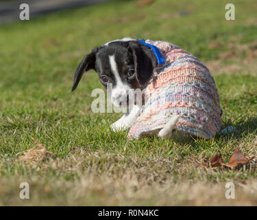 Chiot froide dans un chandail Banque D'Images