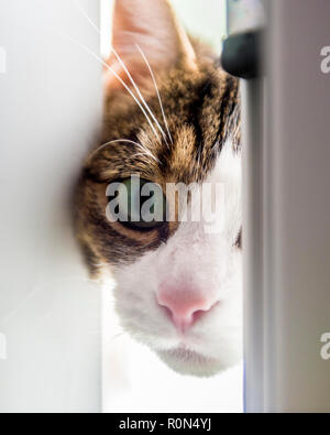 Chat curieux à la porte par Banque D'Images