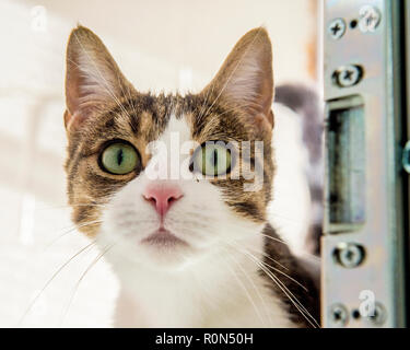 Tabby et blanc Banque D'Images