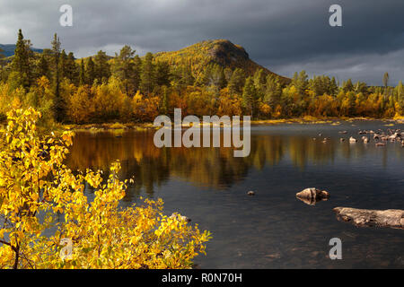 Paysage d'automne dans le parc national de Stora sjöfallets, nice feuilles jaunes sur les arbres et un petit lac, montagne en arrière-plan, Stora sjöfallets na Banque D'Images