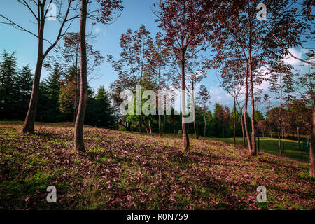 Tal Devaria Meadow - Uttrakhand Banque D'Images